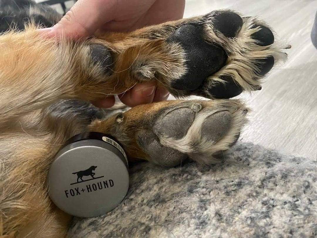 A person holds up a dog's paw next to a tin of Fox + Hound Stormies Paw Protection - All Season, ideal for dog paw care, while the dog relaxes on a soft, gray blanket.