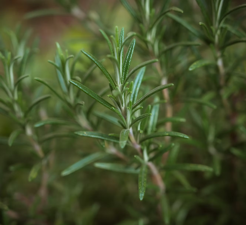 Close-up of fresh rosemary with slender, green needle-like leaves against a blurred backdrop, capturing the Corsica-inspired aroma featured in the ISULA parfums Room Diffuser - Brigantine Corsica No. 27.