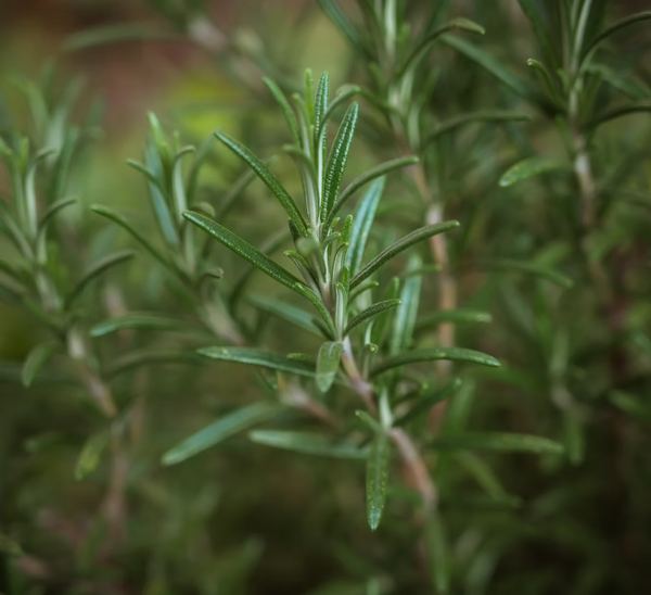 Close-up of fresh rosemary with slender, green needle-like leaves against a blurred backdrop, capturing the Corsica-inspired aroma featured in the ISULA parfums Room Diffuser - Brigantine Corsica No. 27.