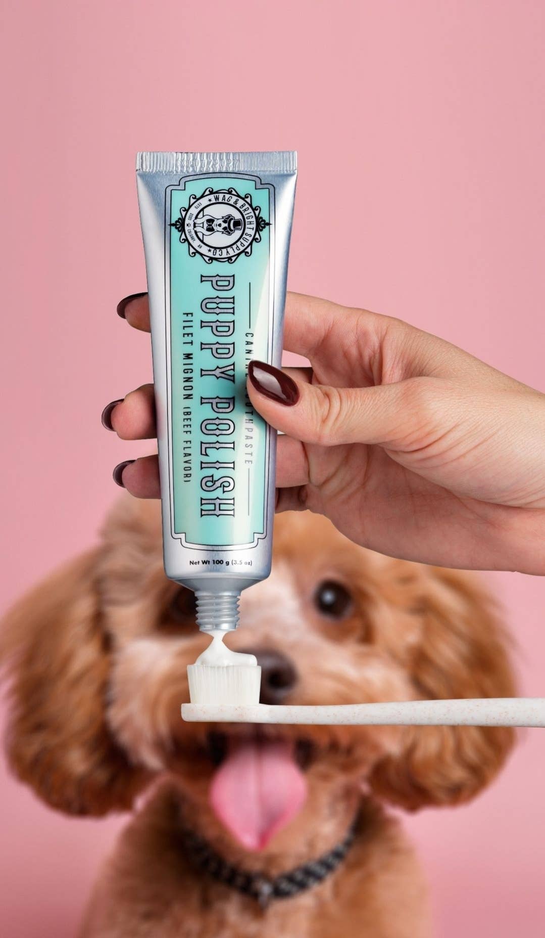 A hand holding a tube of "Wag & Bright Supply Co. - Puppy Polish Toothpaste - Filet Mignon (Beef)" squeezes some onto a toothbrush. In the background, a fluffy brown dog with a pink tongue and black collar sits against a pink backdrop, ready for its oral care solution for canines.