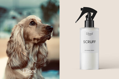 A split image: on the left, a close-up of a golden cocker spaniel looking to the side; on the right, a white bottle with a black spray nozzle labeled "L'floof SCRUFF Dog Detangle Spray - 250ml," featuring all-natural ingredients.