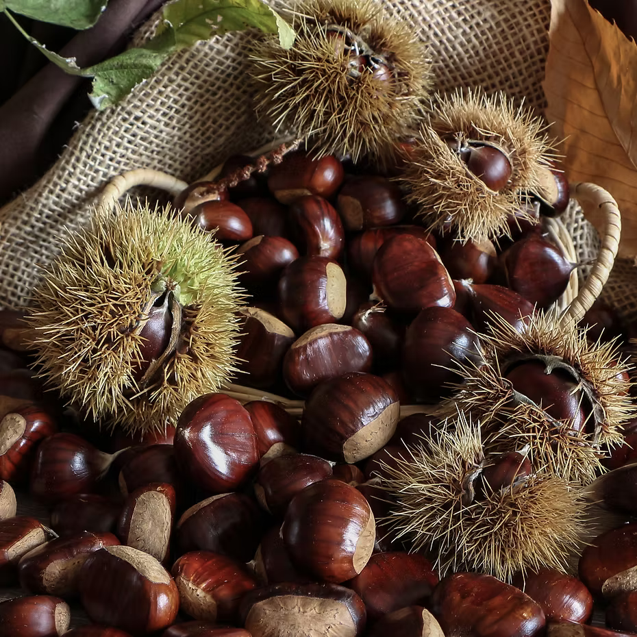 A close-up of ISULA Fiore di Castagna Chestnut Flower Shampoo by ISULA parfums, surrounded by shiny brown chestnuts and spiky burrs on a woven surface, with a burlap sack and dried leaves evoking European heritage in the background.