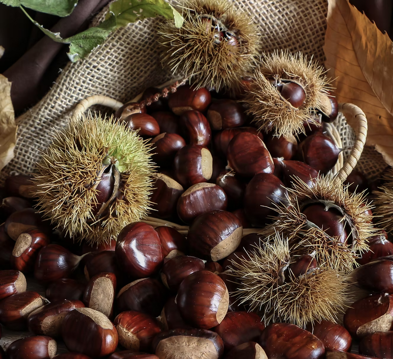 Shiny brown chestnuts and spiky burrs on burlap, surrounded by autumn leaves, capture the warm chestnut aroma of ISULA parfums Room Diffuser - Fiore di Castagna - Chestnut Flower No. 19 by ISULA parfums.