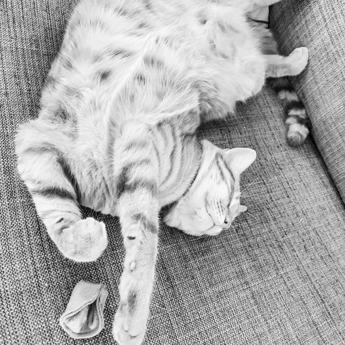 Ciao Gatto Cat Market - La Pasta Di Gatto Organic Catnip Tortellini 