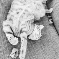 Ciao Gatto Cat Market - La Pasta Di Gatto Organic Catnip Tortellini 