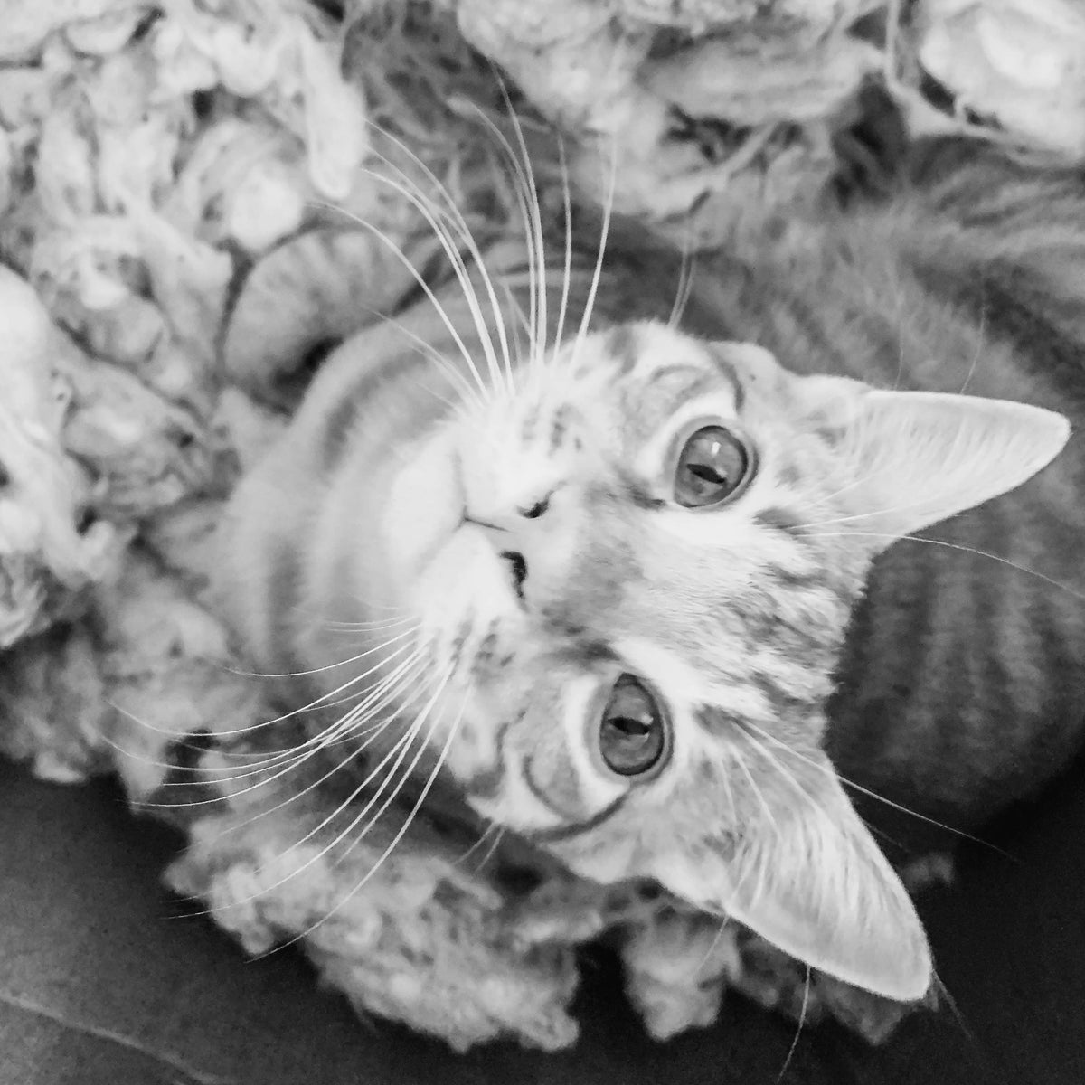 Ciao Gatto Cat Market - La Pasta Di Gatto Organic Catnip Tortellini 