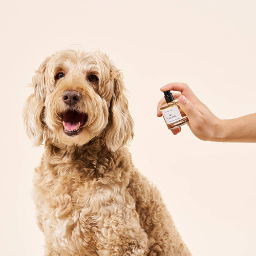 A happy, fluffy, light brown dog sits as a hand presents a bottle of Goldie Dog Fragrance- Summer Tonic by Goldie beside it, against a plain light background.