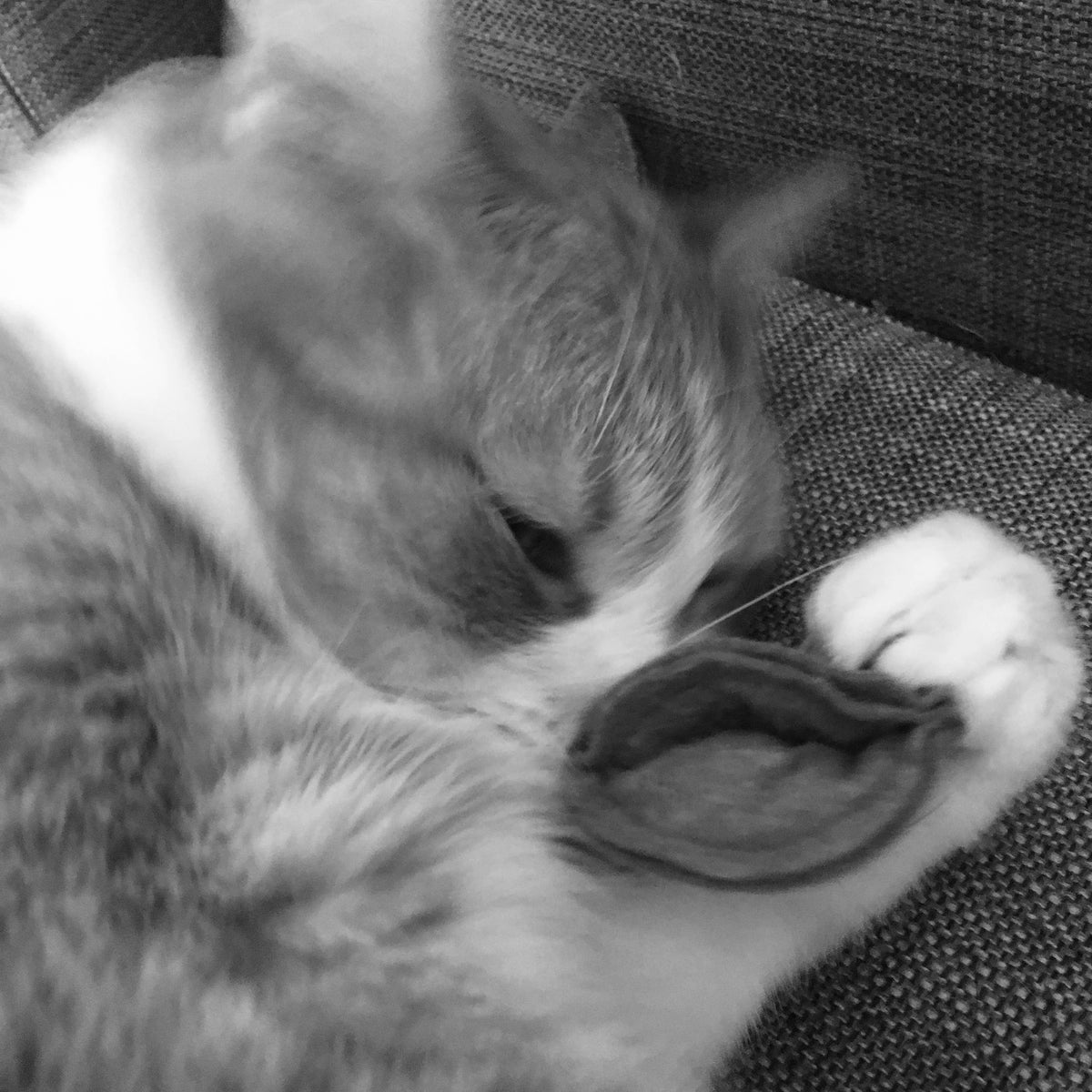 Ciao Gatto Cat Market - La Pasta Di Gatto Organic Catnip Tortellini 