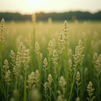 Ciao Gatto Cat Market - Le Petit Leek 