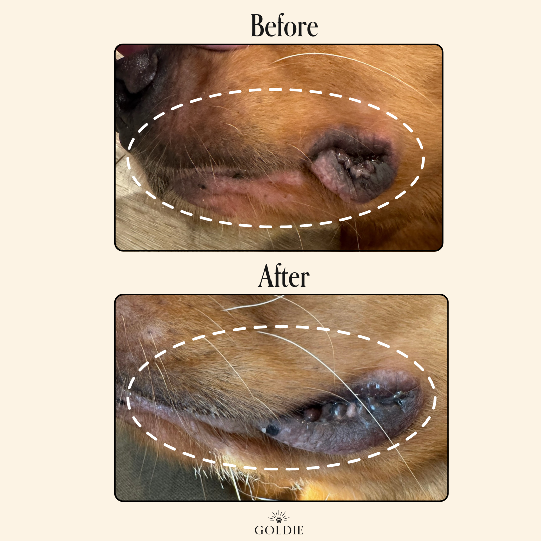 Two images show a dog's skin before and after using Goldie - Miracle Mist by Goldie. The "before" image displays a raised, inflamed area, while the "after" image reveals reduced swelling and visibly improved skin.