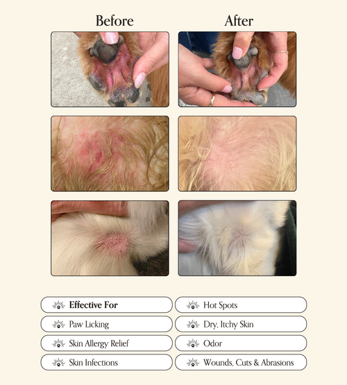 Before-and-after photos show improvement in a dog's paws, belly, and skin with Goldie - Miracle Mist by Goldie. Veterinarian approved for hot spots, paw licking, skin conditions, infections, dry skin, odor, and wounds.