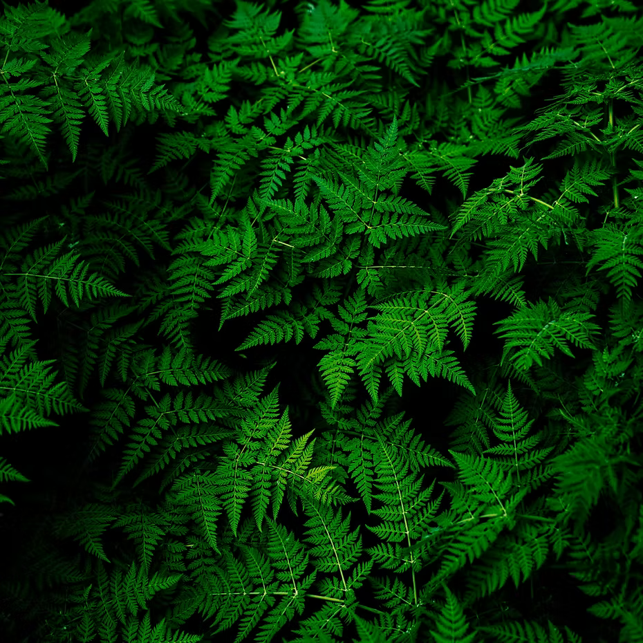 A dense cluster of vibrant green fern leaves overlap, creating a lush, textured pattern reminiscent of ISULA parfums Filletta perl'Omu - Fern for Men eau de toilette.