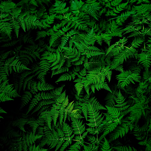 A dense cluster of vibrant green fern leaves overlap, creating a lush, textured pattern reminiscent of ISULA parfums Filletta perl'Omu - Fern for Men eau de toilette.
