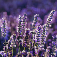 Close-up of ISULA parfums Fiore di Lavanda - Lavander Flower eaux de toilette, featuring blooming lavender with vibrant purple petals and green stems, set against a softly blurred field of wild lavender in sunlight.