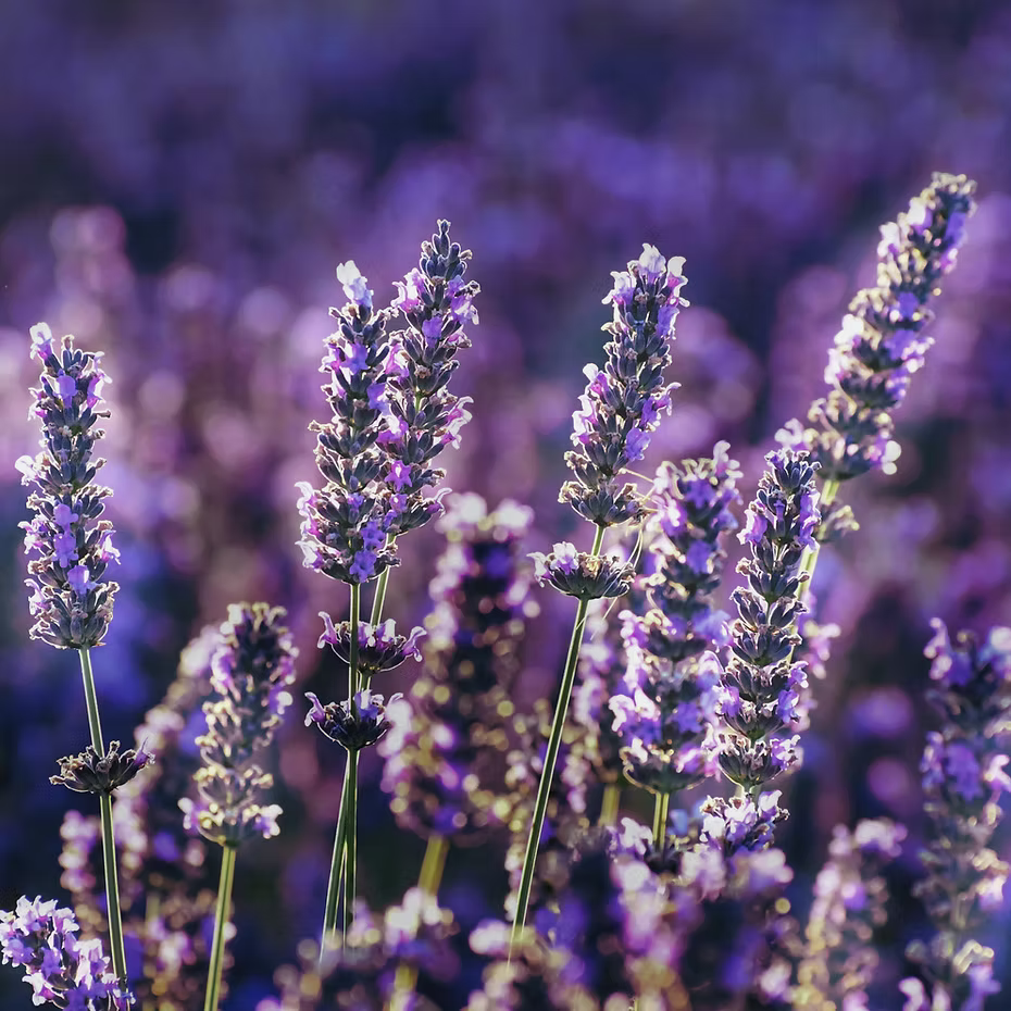ISULA parfums Room Diffuser - Fiore di Lavanda - Lavender Flower