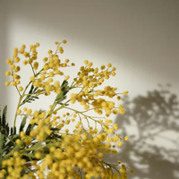 A close-up of yellow mimosa flowers with green leaves, casting soft shadows in bright sunlight, evokes the essence of Stella Sulana - Midday Star eaux de parfum by ISULA parfums.