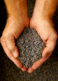 A pair of hands holding a mound of Lavande Lavender Bud Sachet bags in muslin sachet bags, with a soft-focus background emphasizing the texture and colors of the lavender.