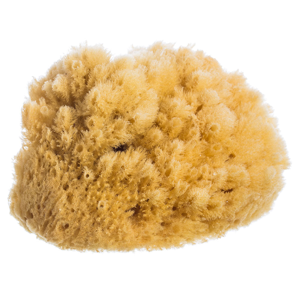 French Soaps Large Natural Sea Sponge