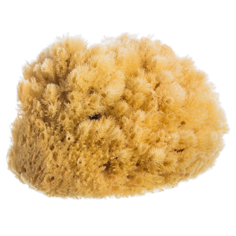 French Soaps Large Natural Sea Sponge isolated on a white background. The sponge is light brown and highly textured, appearing fluffy and irregular in shape, ideal for use with shower gel.