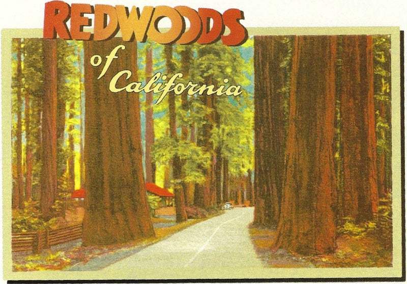 Vintage All Occasion Greeting Card featuring the title "Redwoods of California" above a scenic view of a tree-lined road passing through towering redwood trees, with a classic car in the distance by Greeting Cards.