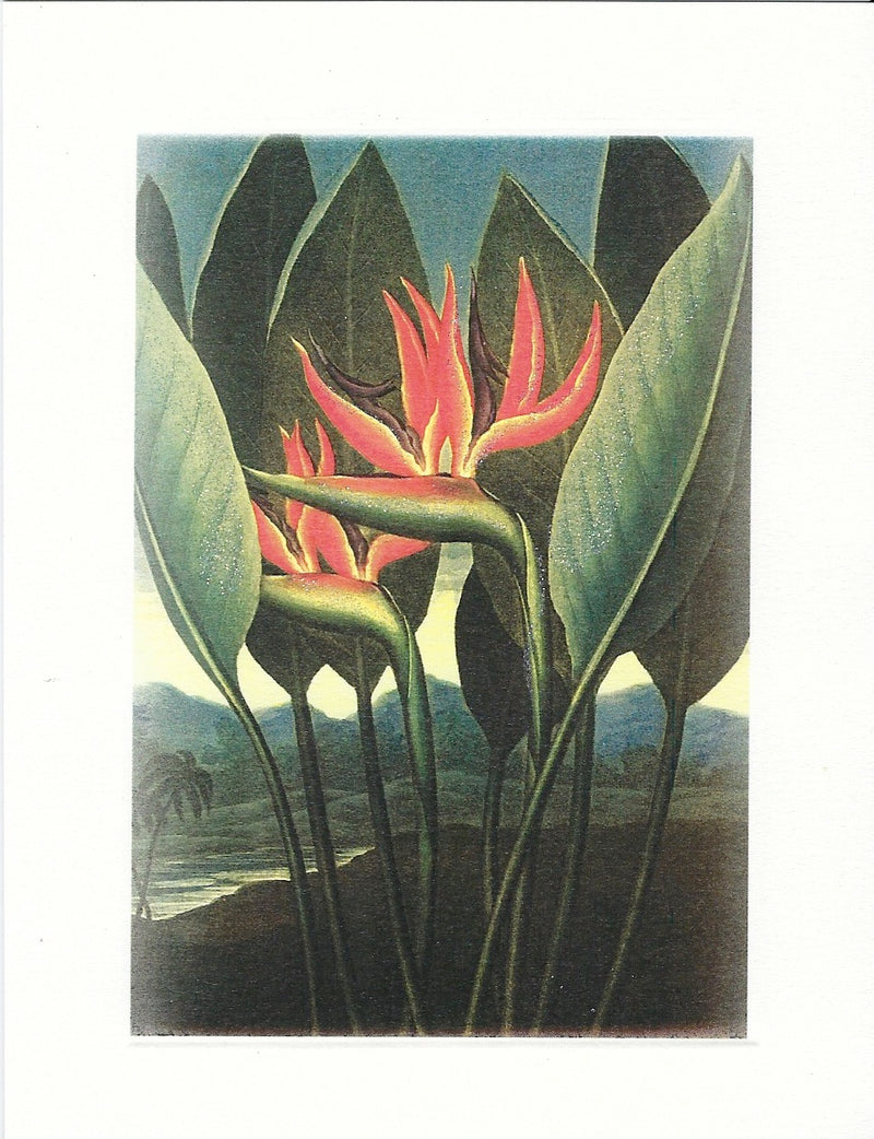 A surreal painting depicting three large red and yellow bird of paradise flowers with oversized green leaves set against a muted landscape, perfect for Greeting Cards.