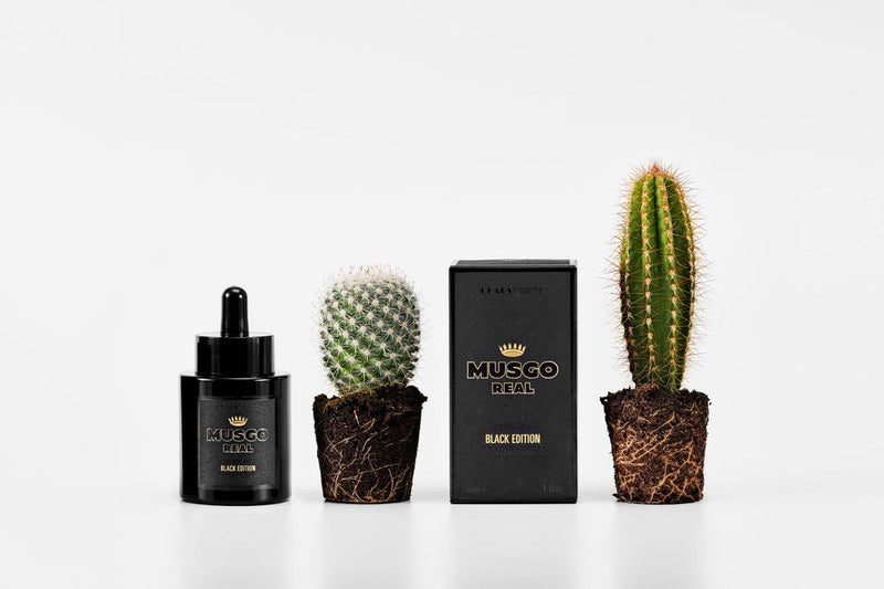 Three skincare products, including Claus Porto Musgo Real Black Edition Beard Oil, next to small cacti, with a mainly black and white packaging theme against a white background.