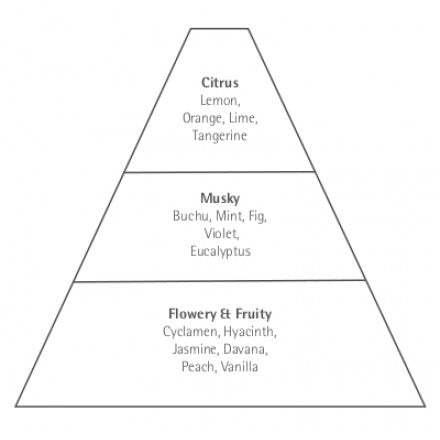 Illustration of a pyramid divided into three sections, labeled from top to bottom as "citrus," "musky," and "flowery & fruity," each with examples of scents like lemon, Carthusia Capri Forget Me Not Eau de Parfum by Carthusia I Profumi de Capri.